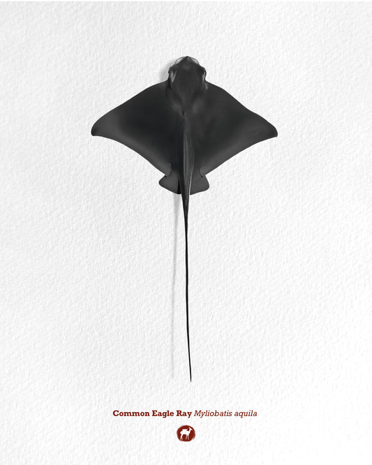 Eagle Ray Print